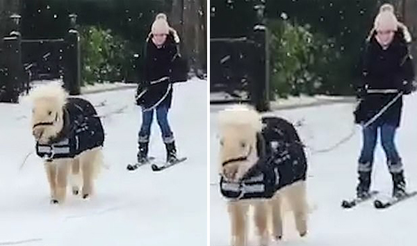 萌宠来啦！英国一矮种马雪道上拉小女孩滑雪