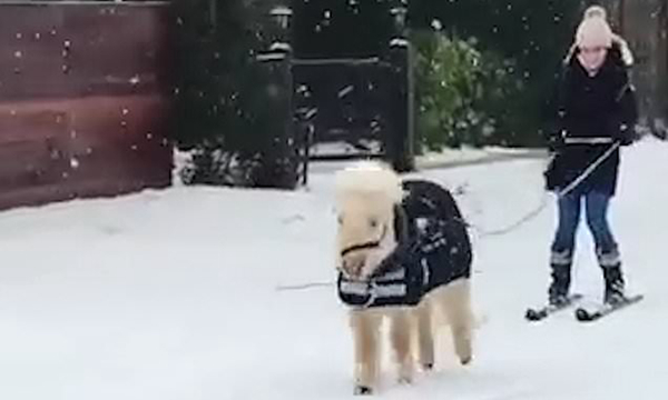 萌宠来啦！英国一矮种马雪道上拉小女孩滑雪