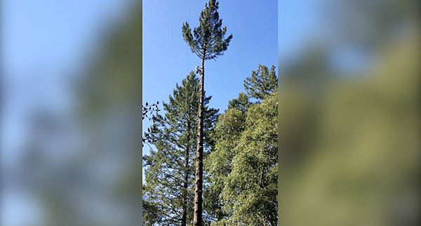 惊险！美一伐木工锯树顶时差点从30米高树掉落