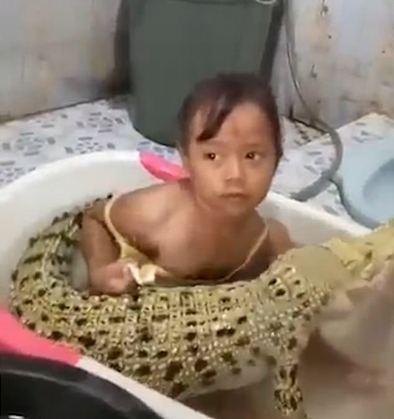 毫不畏惧！印尼一女童与鳄鱼共享浴盆为其刷牙
