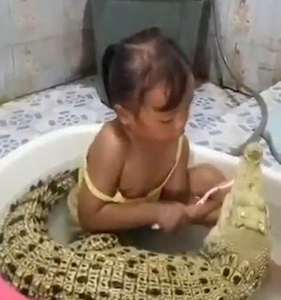 毫不畏惧！印尼一女童与鳄鱼共享浴盆为其刷牙