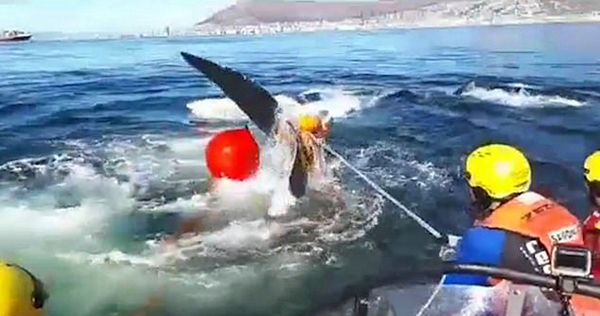 南非海域一9米长鲸鱼惨遭渔具缠绕6周终解救