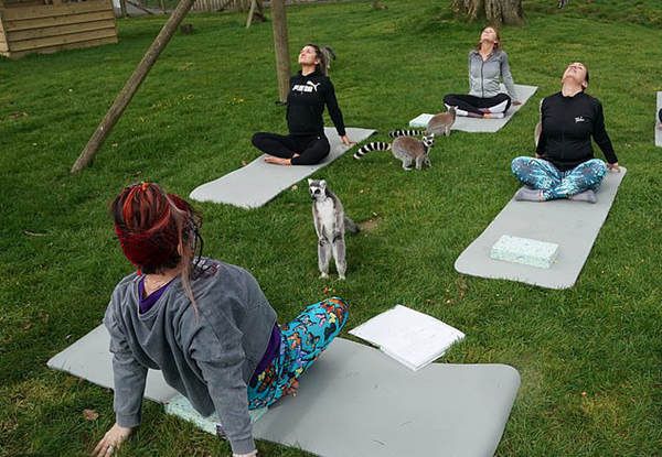 动物瑜伽来袭！英一酒店首次开设狐猴瑜伽课程