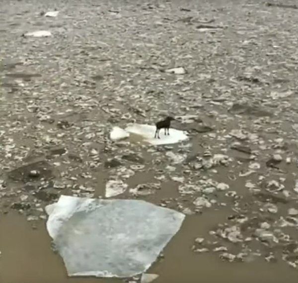 单独监禁？美国一驼鹿因洪水泛滥被困在浮冰上