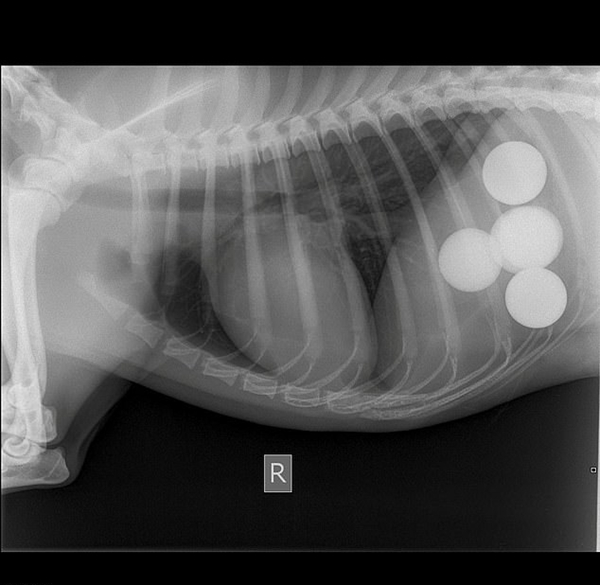 英小狗不慎吞下5只高尔夫球 主人看X光片惊呆
