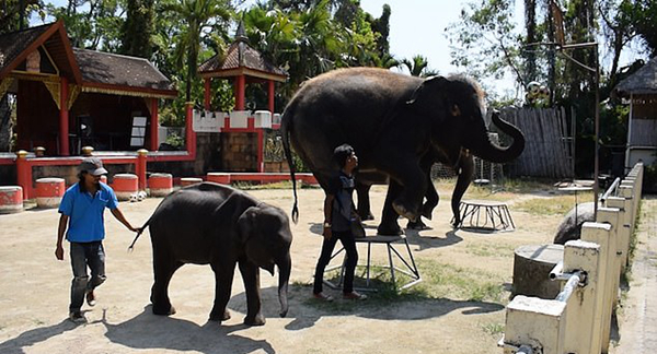 心疼！泰国一动物园幼象每日被迫为游客演杂耍