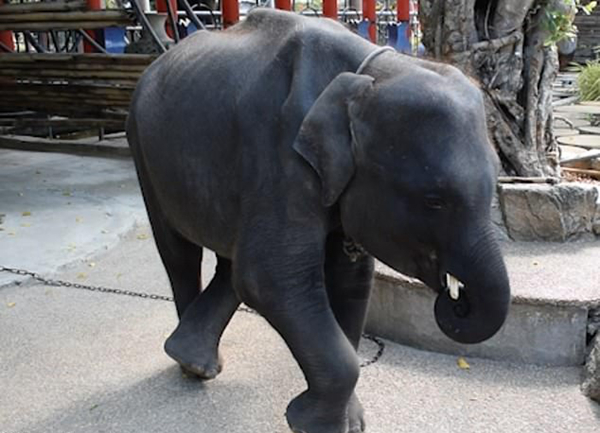 泰国一动物园幼象每日被迫为游客演杂耍