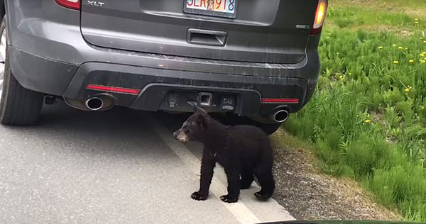 两只小黑熊过马路端详来往车辆导致交通中断