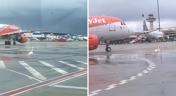 不明来客！西班牙机场惊现火烈鸟飞机被迫减速