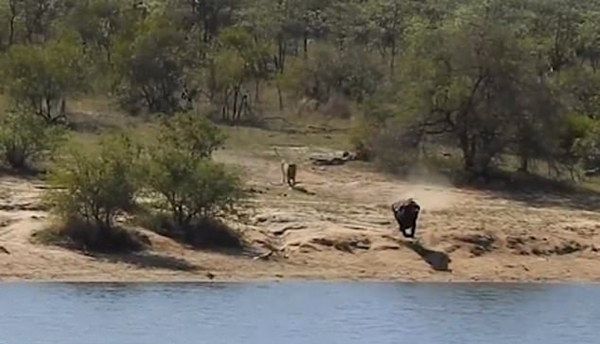 水牛被狮群追入河又遭鳄鱼攻击最终被同伴救出