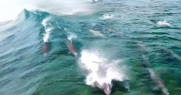 无人机捕捉到海豚加入冲浪者乘风破浪有趣画面