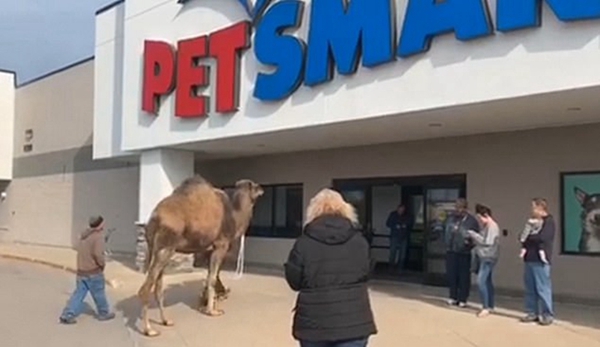 美男子牵约2.1米高骆驼进宠物店闲逛惊呆众人