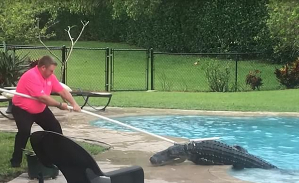 美国一民宅泳池惊现2.7米长短吻鳄吓坏屋主