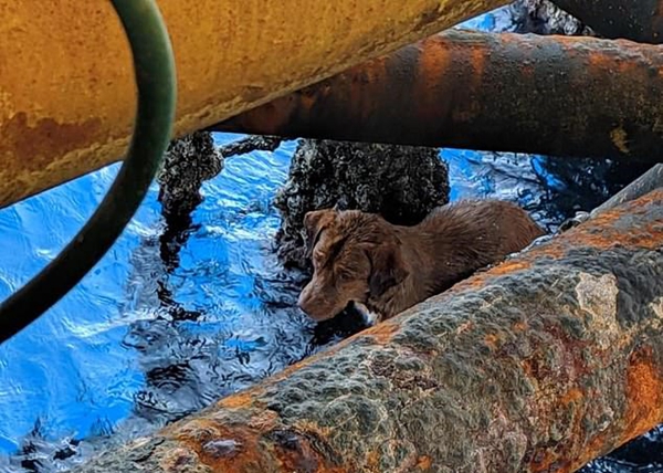 奇迹！小狗海上漂泊200余公里被石油工人救下