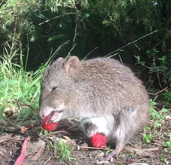 可爱极了！长鼻袋鼠宝宝偷偷探出育儿袋吃草莓