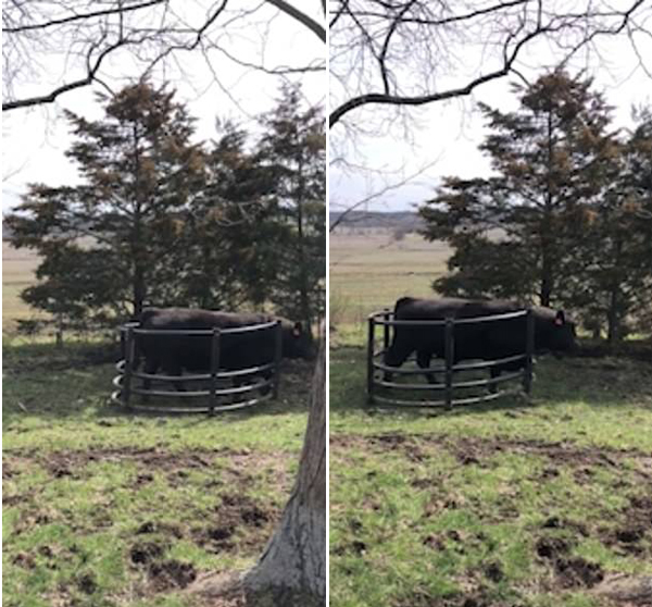 搞笑！美农场一公牛拖着干草圈找农民要干草吃