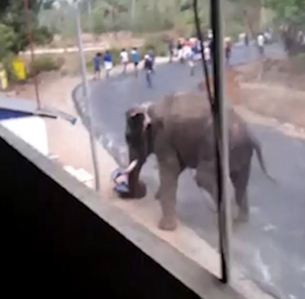 印度一大象游行中失控横冲直撞撞坏汽车顶翻墙