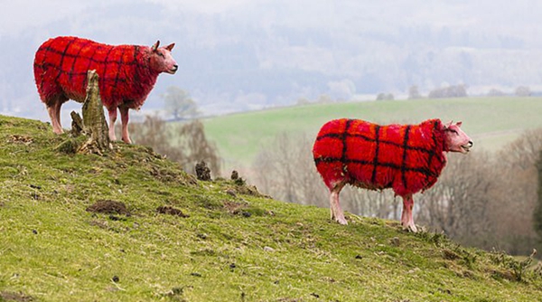 苏格兰农民为吸引游客将绵羊喷涂成格子图案