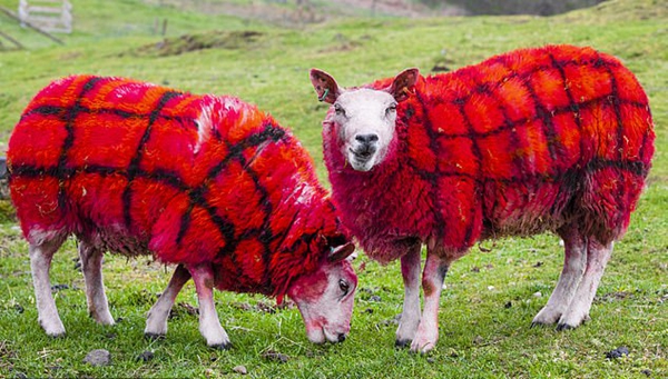 苏格兰农民为吸引游客将绵羊喷涂成格子图案