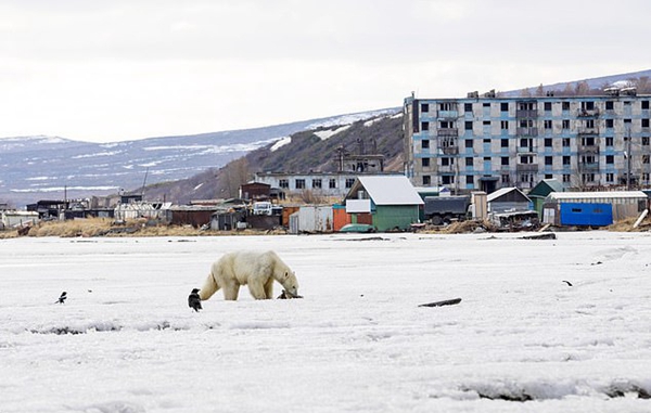 北极熊流浪至俄小镇 饱经风霜后被送回“家”