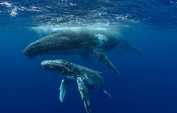 壮观！无人机捕获座头鲸在夏威夷集体迁徙画面