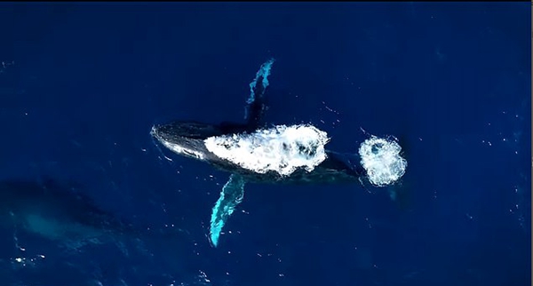 壮观！无人机捕获座头鲸在夏威夷集体迁徙画面