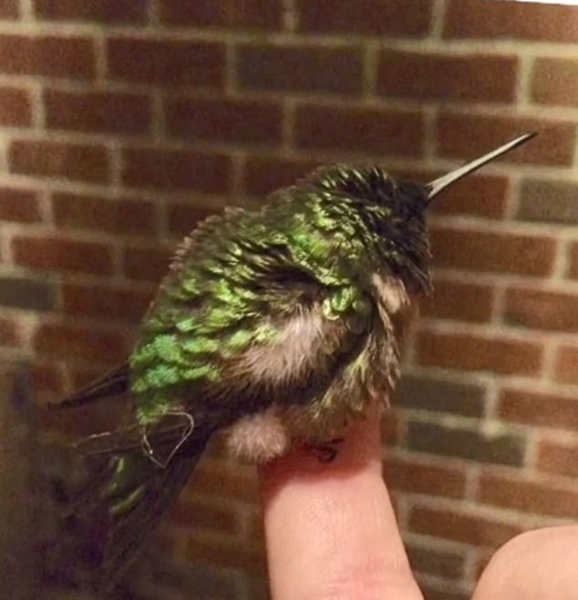 美特警四年前救下折翼蜂鸟 得其年年飞回看望