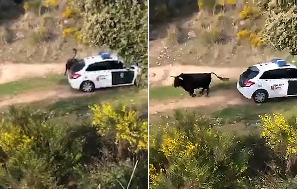 西班牙公牛逃离农场冲撞警车被注射镇静剂抓获