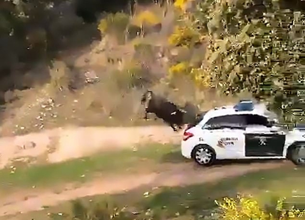 西班牙公牛逃离农场冲撞警车被注射镇静剂抓获