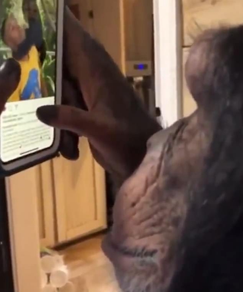 黑猩猩手机浏览视频照片 拍摄者笑称人类末日
