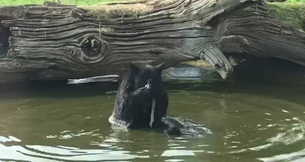 惊奇！英国动物园一黑熊用布条蘸水给自己洗澡