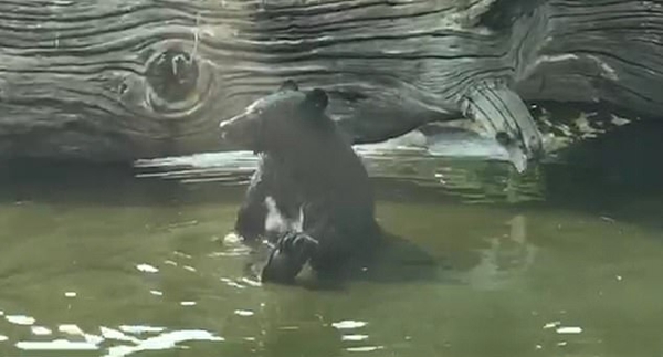 惊奇！英国动物园一黑熊用布条蘸水给自己洗澡