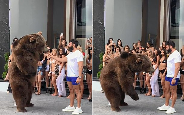 美一富豪派对上当众美女喂大棕熊遭众网友谴责