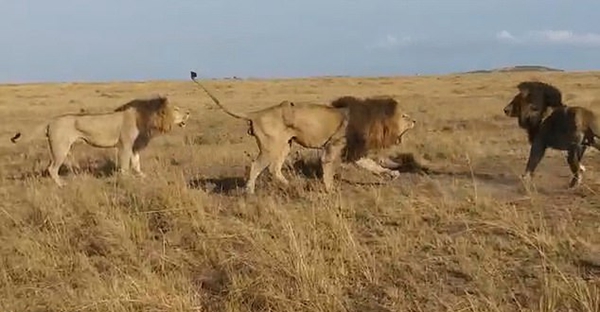 实拍两头年轻狮子为争夺领地猛烈攻击年长雄狮