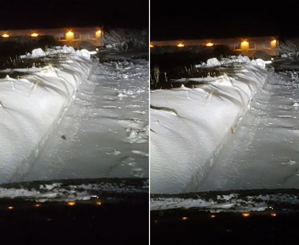 丹麦一司机夜拍小老鼠艰难横穿积雪覆盖马路