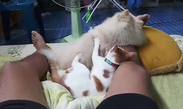 温情！泰国一两岁猫猫为四岁狗狗朋友挠背按摩