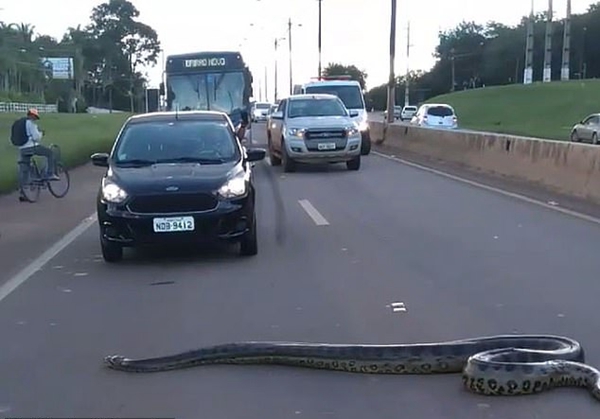 巴西3米长巨蟒横穿马路 过往车辆纷纷靠边避让