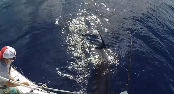 佛罗里达一渔民耗时8小时捕获一条343公斤剑鱼