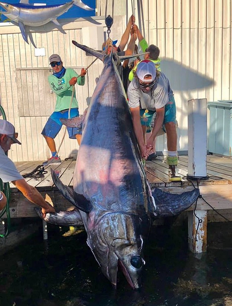 佛罗里达一渔民耗时8小时捕获一条343公斤剑鱼