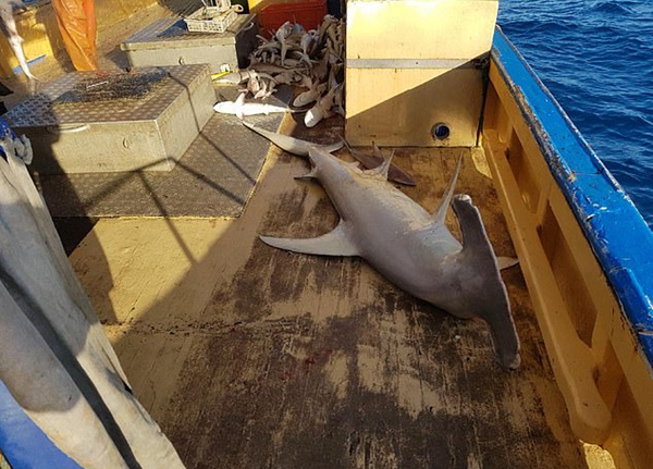 触目惊心！澳渔船在大堡礁附近捕获数十条鲨鱼