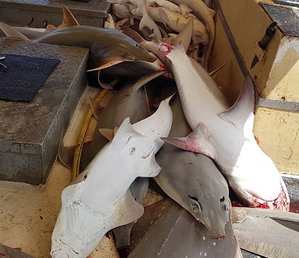 触目惊心！澳渔船在大堡礁附近捕获数十条鲨鱼
