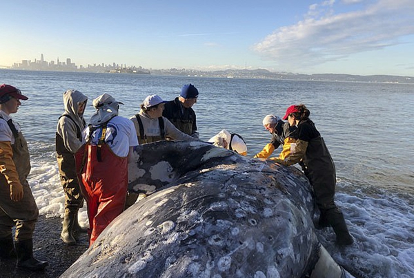 太平洋灰鲸饿死陈尸海滩 其中原因尚未可知