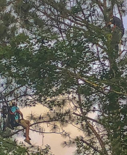 男子乘滑翔伞被挂高24米树上获消防员成功解救