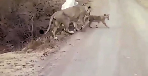 印度一公园上演狮狗大战 狗狗得幸狮口脱险