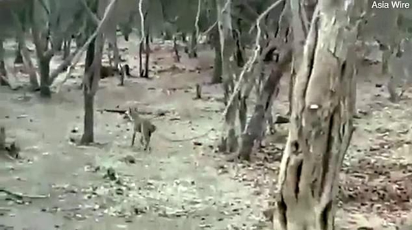 印度一公园上演狮狗大战 狗狗得幸狮口脱险
