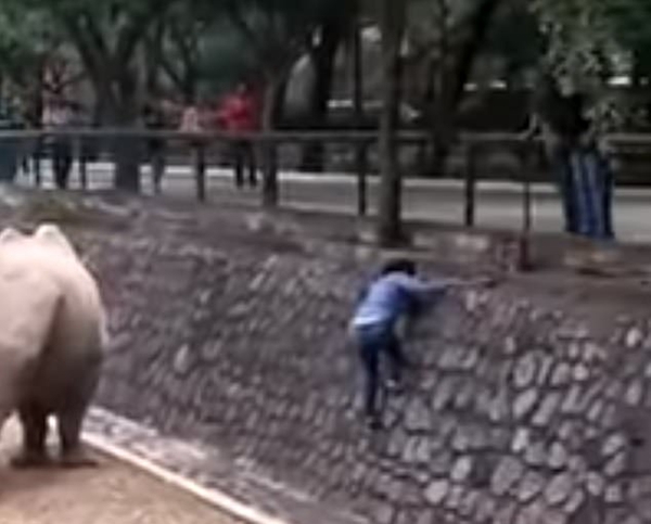 太惊险！墨西哥女子为拿回手机困于犀牛圈中