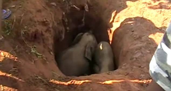 两只小象困于深坑得村民解救 眼神充满感激