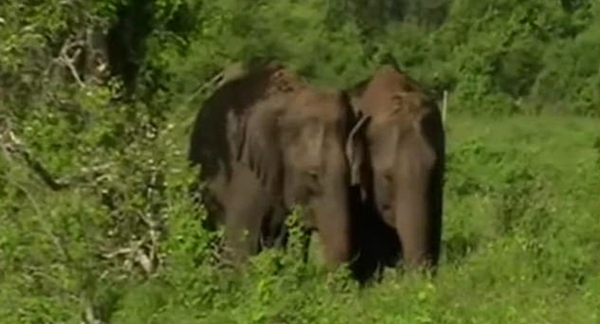 两只小象困于深坑得村民解救 眼神充满感激