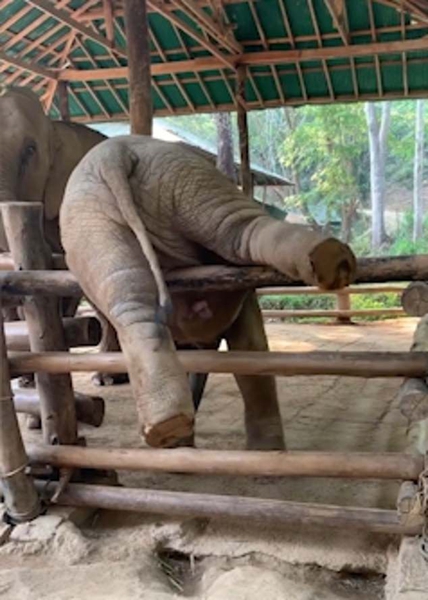 泰国一顽皮幼象跨越围栏时后腿被卡住悬在空中