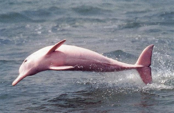 美国一处湖泊惊现罕见粉红色海豚及其幼崽